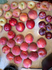 An overview of the $5 fruit haul. All organic, locally grown, and delicious. Yellow oeaches, white peaches, donut peaches, nectarines, plums
