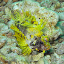 Shortfin Lionfish