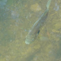Green Sunfish