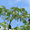 Ear tree