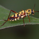 Wasp mimic beetle