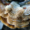 Crusty Fungus