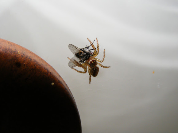 Spotting Image 1