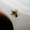 Spider with Prey