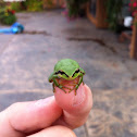 Green tree frog