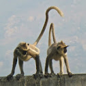 Hanuman Langur