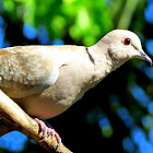 Eurasian Collared Dove