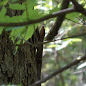 Broad-Headed Skink