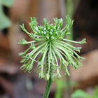 Malaxis orchid