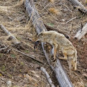Coyote