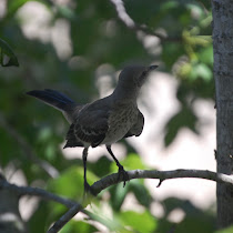 Houston - Urban Biodiversity
