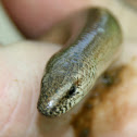 slow worm