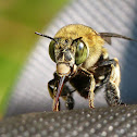 Blue Banded Bee