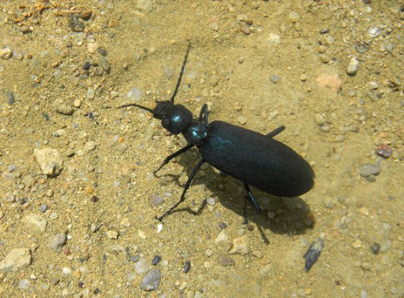 Spotting Image 1