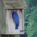 Eastern Bluebird