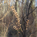 Sweet pepperbush, summer sweet