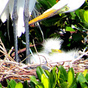 Great Egret chicks