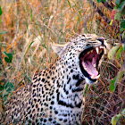 Leopard