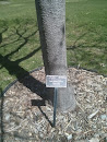Scott Gooley Memorial Tree