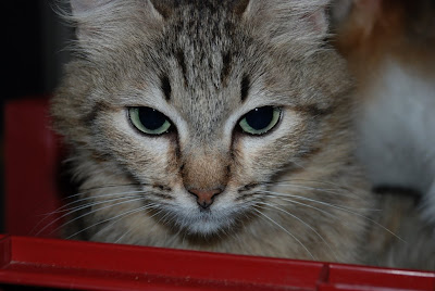 DSC_0033.JPG