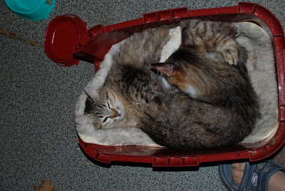 DSC_0013.JPG
