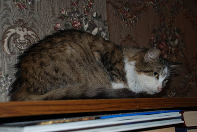 DSC_0010.JPG