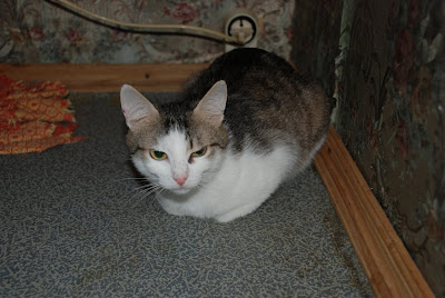 DSC_0007.JPG