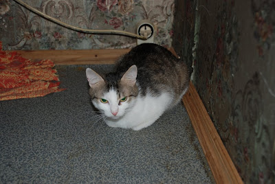 DSC_0006.JPG