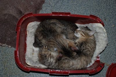 DSC_0004.JPG