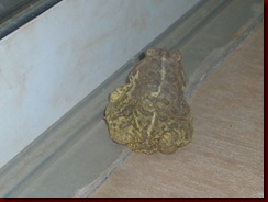 mr toad 005