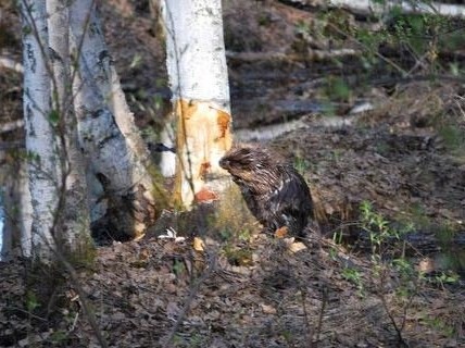 [wildlife[2].jpg]
