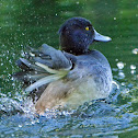 Tufted Duck