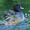 Tufted Duck