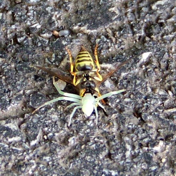 Spotting Image 1