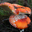 Amanita muscaria