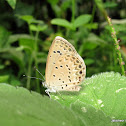 Grass Blue