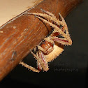 orb weaver
