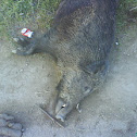Pig
