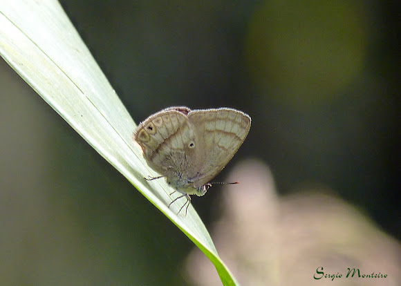 Spotting Image 1