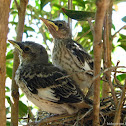 Northern Mockingbird