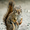 grey squirrel