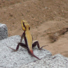 South Indian rock agama