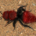 Red Velvet Ant (Female)