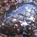 Black Katy Chiton