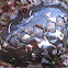Black Katy Chiton