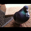 city pigeon
