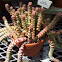 Crassula baby necklace
