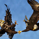 Bald Eagle