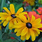 Black-Eyed Susans
