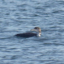 Common Loon (nonbreeding)